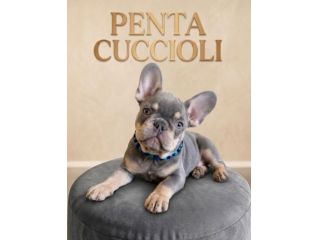 BULLDOG FRANCESE - FRENCH BOULEDOGUE CUCCIOLI - Pagamento rate 12 mesi