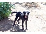Jerry dolcissimo spinone in adozione