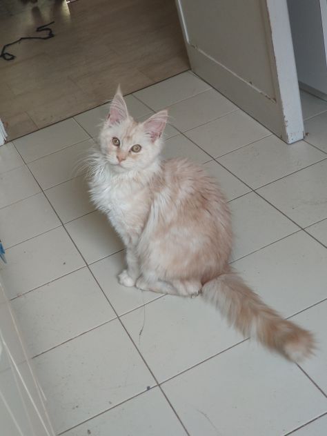 Maine coon - Foto 4