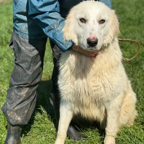 SUSY MERAVIGLIOSA E SOCIEVOLE CANE IN ADOZIONE - Foto 4