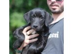 CARLOTTA, 3 MESI (08/03/26), TAGLIA MEDIA, ABBANDONATA E FINITA IN CANILE