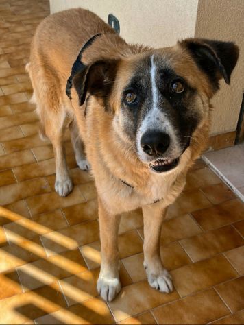 Ambra 4 anni Taglia grande - Foto 4