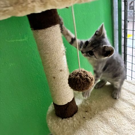 Perla, tenera gattina cerca casa - Foto 5