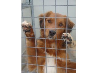 DADDY, splendido cagnolino