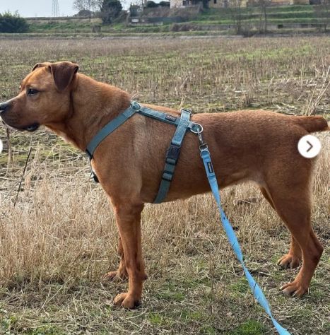 Zara molossina anziana ma in forma,9anni chiusa in box! MILANO - Foto 2