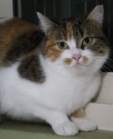 BRUSCHETTA, micia timidina - Foto 4