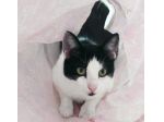 Zorro, micio dolce e affettuoso (FIV+, asintomatico)