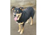 CANE IN ADOZIONE: CAFFE', taglia media.