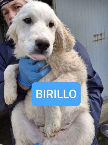 CUCCIOLI 3 MESI E MEZZO TAGLIA MEDIA SONO IN CANILE - Foto 4