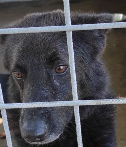 CAGNOLINO IN ADOZIONE: ALBERTO, piccolo lupetto.