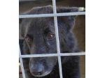 CAGNOLINO IN ADOZIONE: ALBERTO, piccolo lupetto.