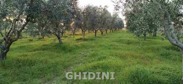 TERRENO AGRICOLO di 1 vani e di 14722 mq (GROSSETO - GORARELLA) rif. 2200.332M - Foto 5