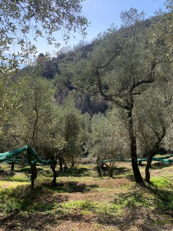Terreno agricolo di 10.000 mq c,a - Foto 2