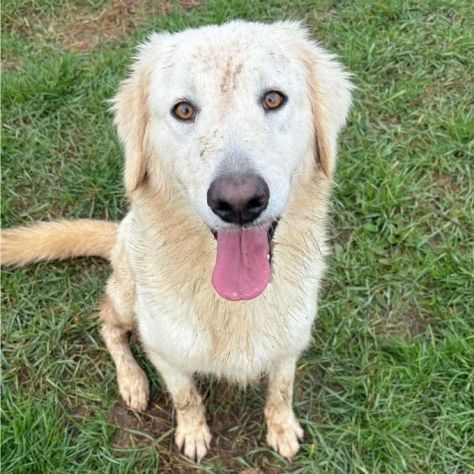 NINFA, meravigliosa tenerezza, cagnolina in adozione, tg media. - Foto 7