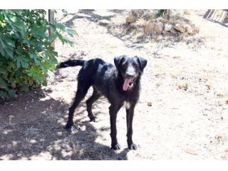 Jerry dolcissimo spinone in adozione