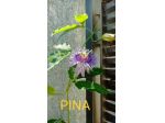 Passiflora pianta varietà viola