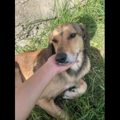 UGOLINO DOCILE, GLI PIACE FARSI COCCOLARE CAGNOLINO IN ADOZIONE - Foto 3