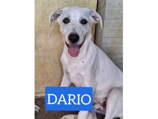CUCCIOLI 3 MESI TAGLIA MEDIA
