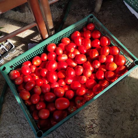 Pomodori da salsa non trattati, coltivati nel mio orto.