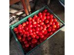 Pomodori da salsa non trattati, coltivati nel mio orto.