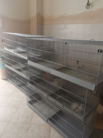 Gabbie da uccelli - Foto 3