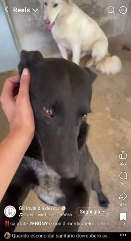 EBONY CATTURA IL CUORE CANE IN ADOZIONE - Foto 5