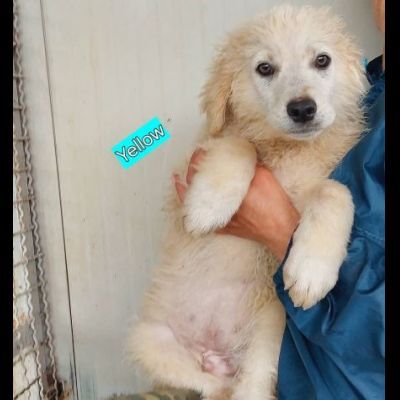 CUCCIOLI IN ADOZIONE - Foto 3