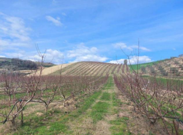 Immobile in asta di 43400 m² in vendita a Altomonte - Foto 3