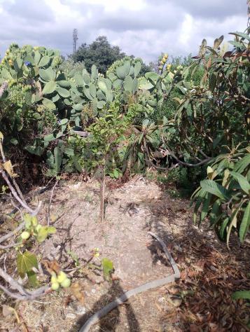 Terreno in vendita a Siracusa, Belvedere - Foto 12