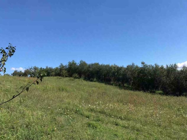 TERRENO AGRICOLO di 17000 mq (SORANO) rif. TERR.COL. - Foto 3