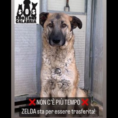ZELDA (mamma) E LAVINIA (figlia), dolcissime CAGNOLONE IN ADOZIONE - Foto 3