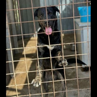 TRONKY UN GIOIOSO COCCOLONE: CANE IN ADOZIONE 1 ANNO - Foto 7