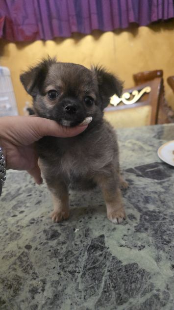 Cuccioli di chihuahua toy - Foto 3