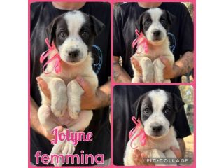 Regalo cuccioli