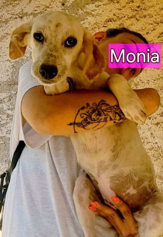 MONIA E HURRA' INVISIBILI FRA GLI INVISIBILI CAGNOLINE IN ADOZIONE - Foto 5