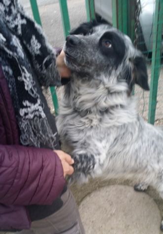 ASSO, affettuosissimo cagnolino - Foto 8