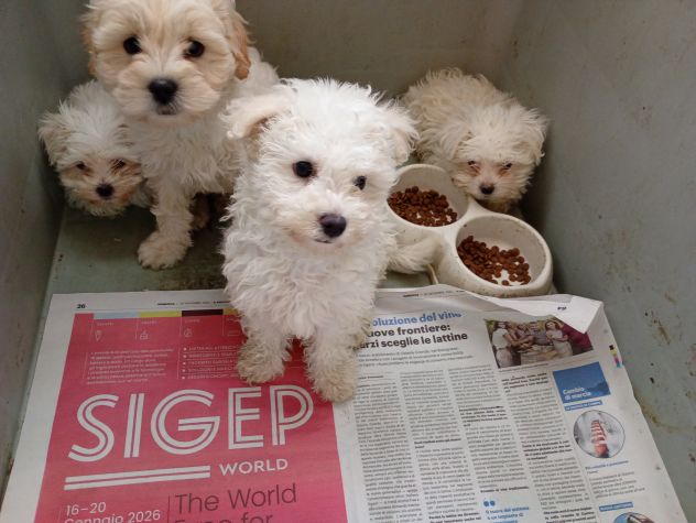 Cucciolata Maltese taglia piccola - Foto 3