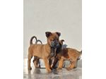 Cuccioli Pastore Belga Malinois con pedigree Allevamento in Puglia Lecce