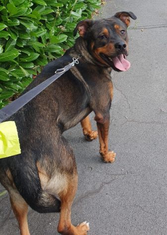 Tiglio, a Milano, cucciolone di 1,5 anni - Foto 9