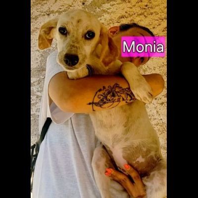 MONIA DOLCISSIMA SIMIL SETTERINA, CUCCIOLA IN ADOZIONE - Foto 3