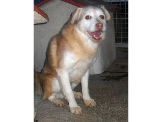 BUCK, mix husky taglia medio piccola