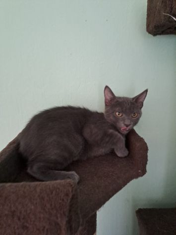 ELEOISE e PENELOPE, adorabili gattine in adozione! - Foto 6