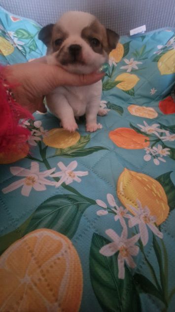 Cuccioli di chihuahua - Foto 4