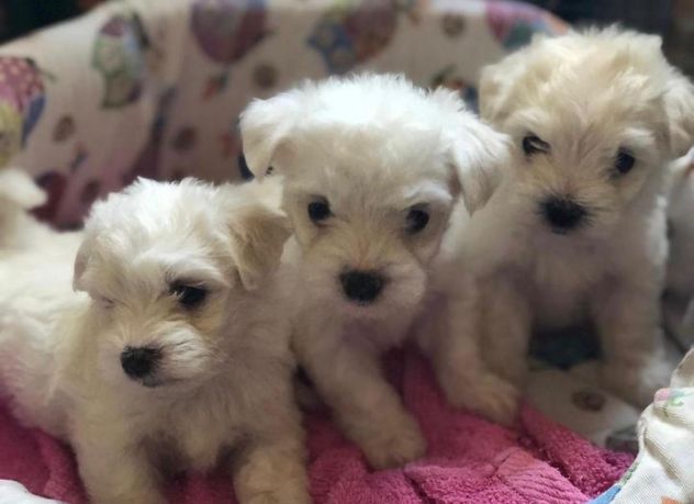 maltese toy