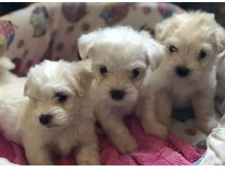 maltese toy