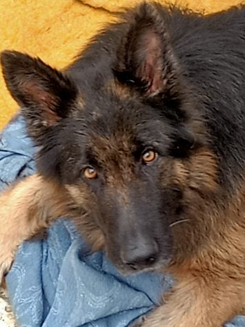ARTU’ PASTORE TEDESCO 18 MESI - Foto 2