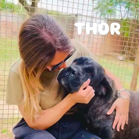 Thor e' buono e gentile cerca casa - Foto 2