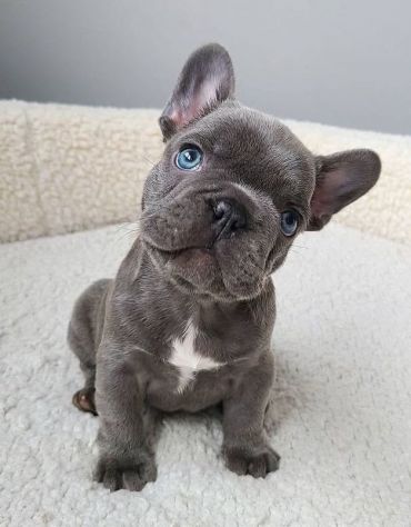 bulldog francese - french bouledogue - pagamento agevolato