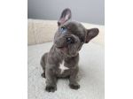 bulldog francese - french bouledogue - pagamento agevolato