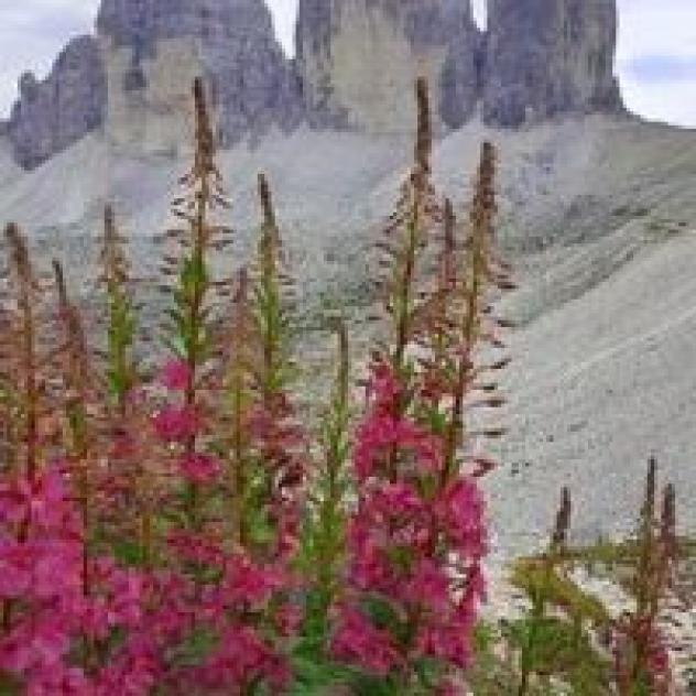 Camping Auronzo Sas di Zandegiacomo Mistrotione Silvia & C. - Foto 2